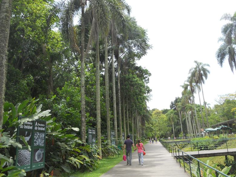 Jardim Botânico de São Paulo: Como Conhecer essa Belezura!